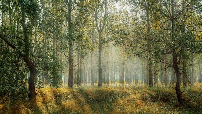 Forest Glade Wedding